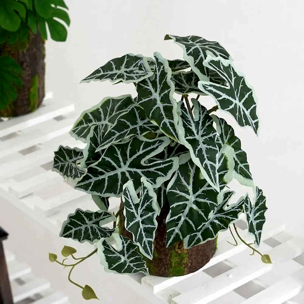 Handcrafted Bring Life to Any Corner Without the Upkeep — Lifelike Tropical Silk Turtle B... - View 11 of 11 | BigMoetsy